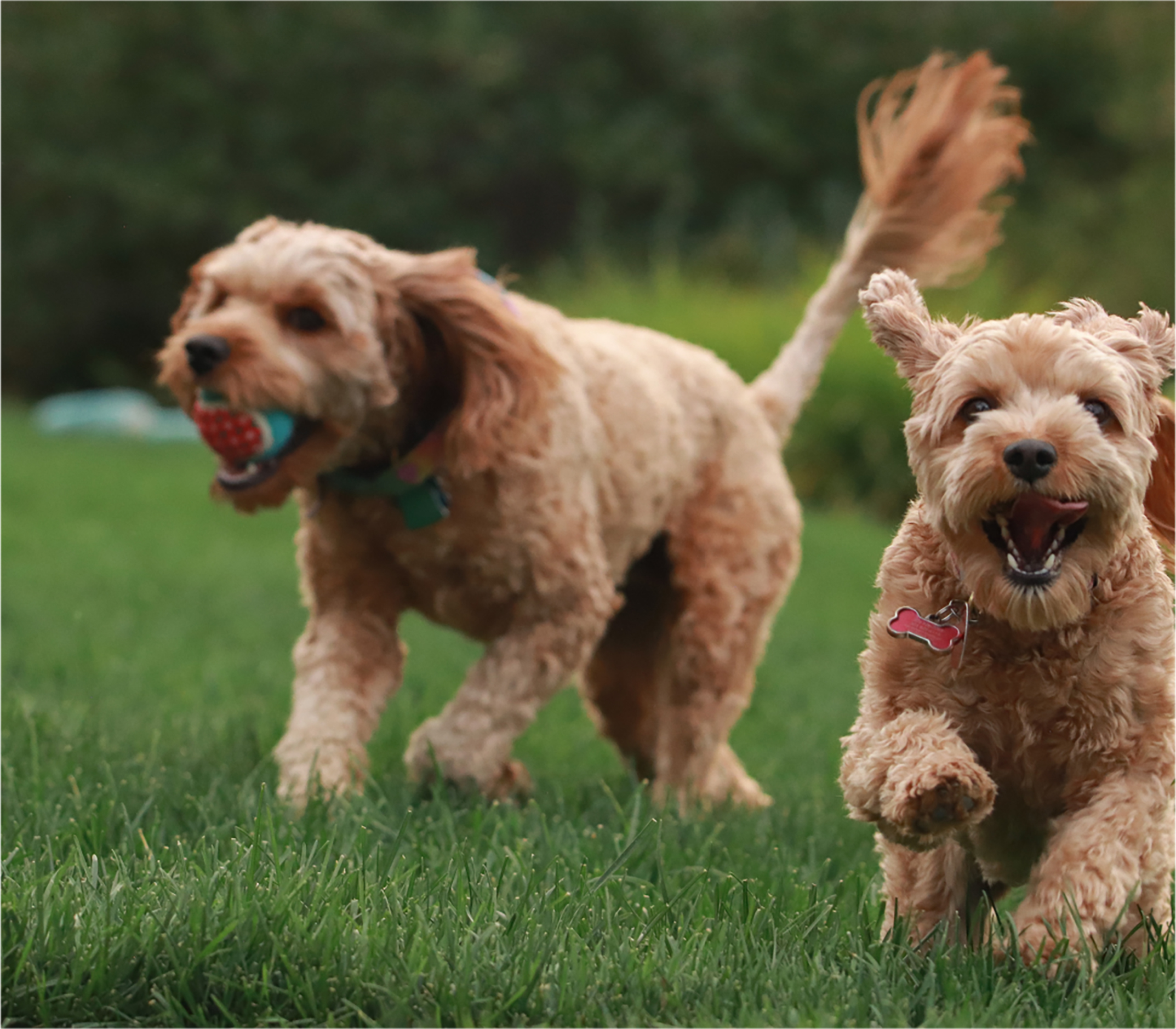 A happy doodle puppy showcasing their loving nature
